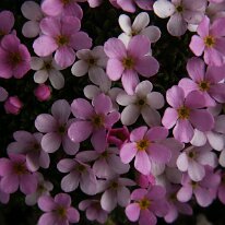 PICT0146